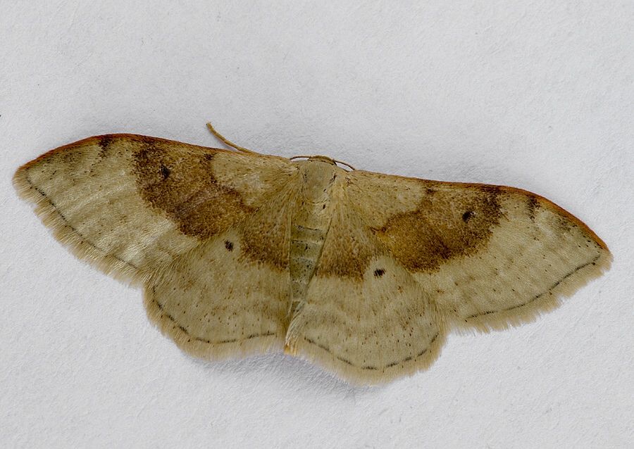 Idaea degeneraria