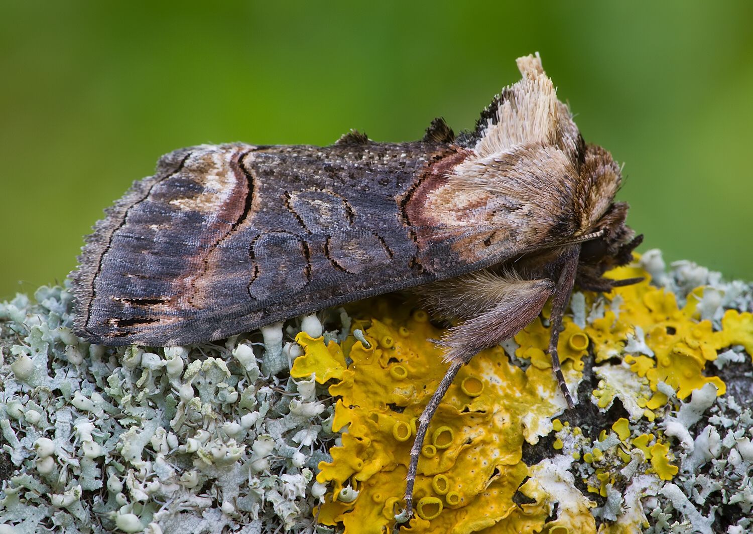 Abrostola triplasia