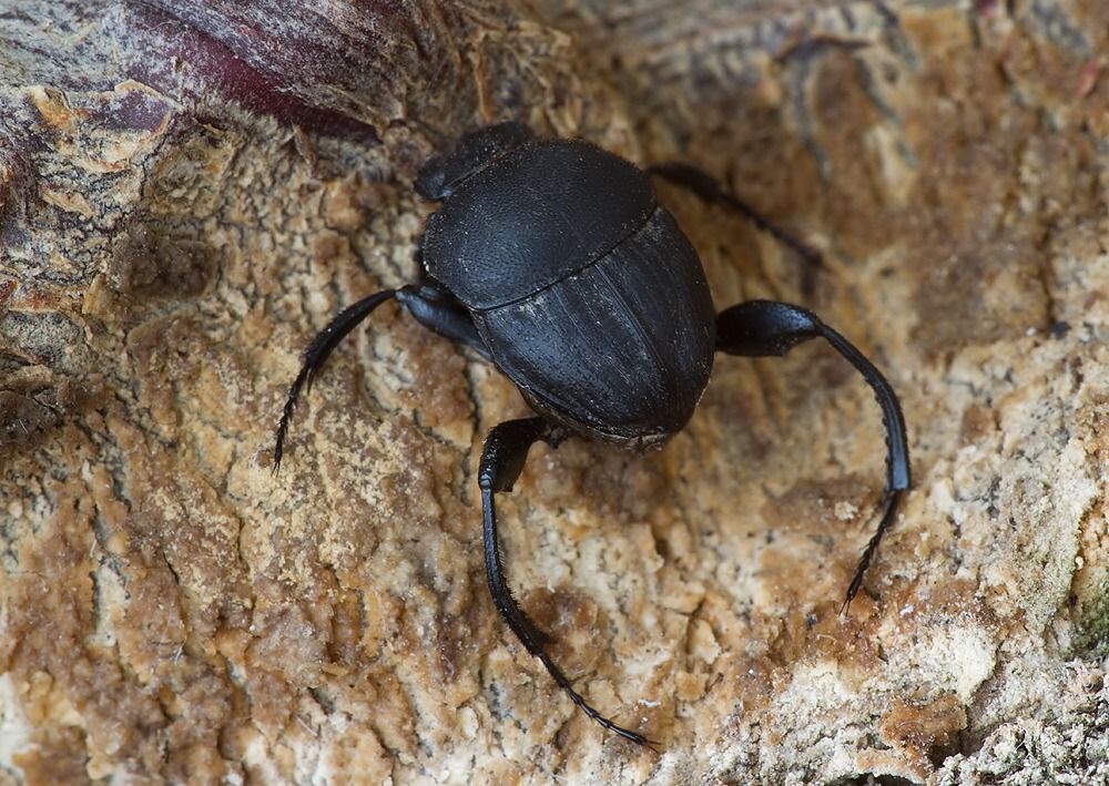 Sisyphus schaefferi