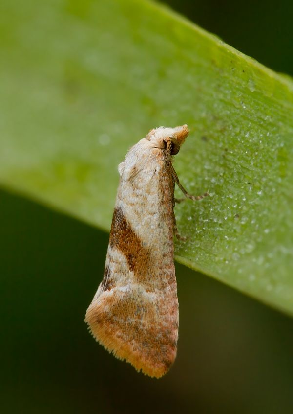 Cochylimorpha hilarana cf.