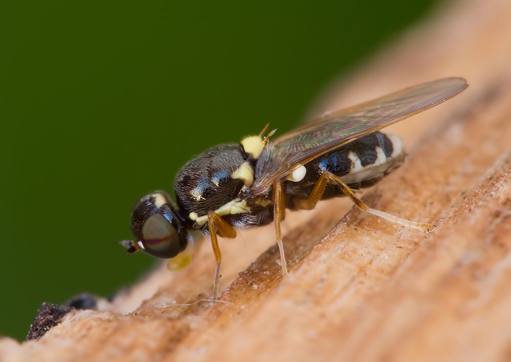 Oxycera pygmaea cf.