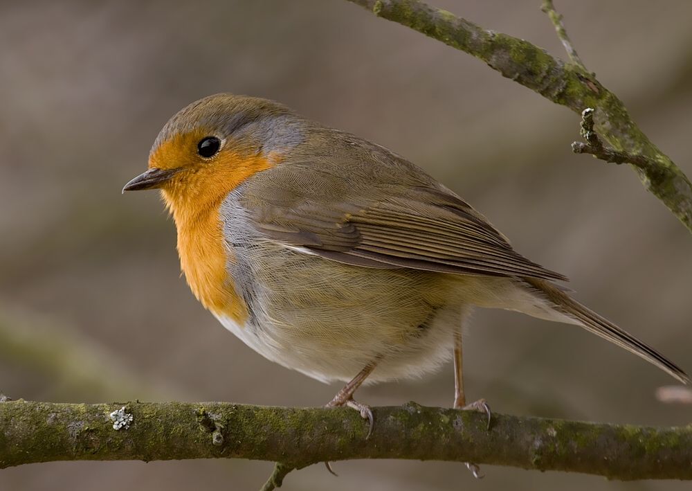 Erithacus rubecula (červienka obyčajná)