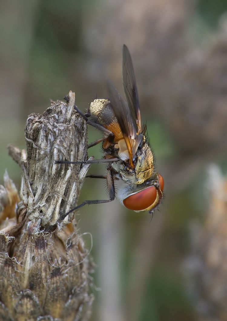 Ectophasia crassipennis
