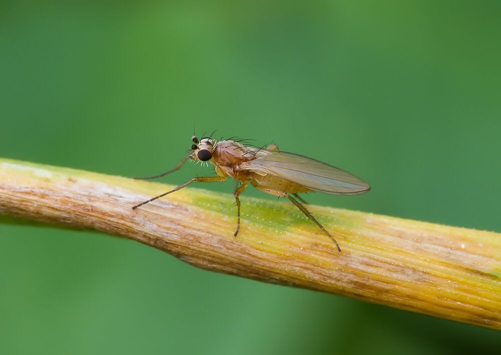 Lonchoptera bifurcata