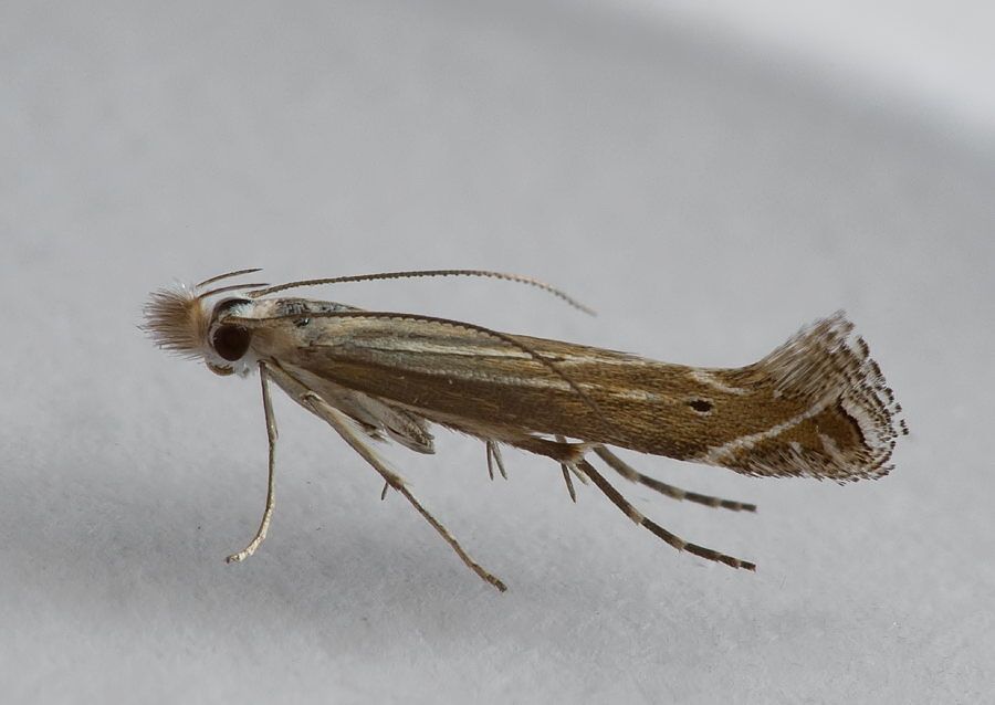 Isophrictis striatella