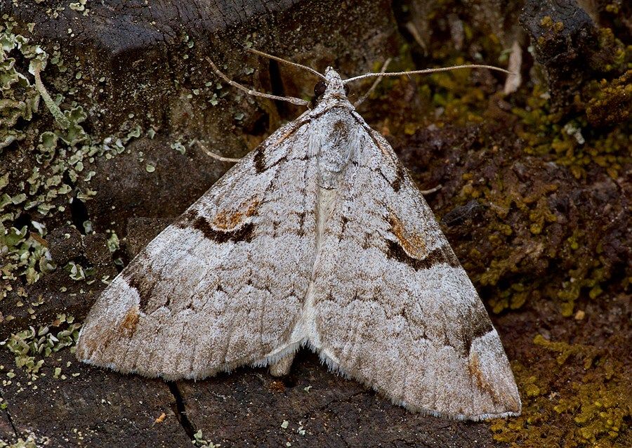 Aplocera praeformata