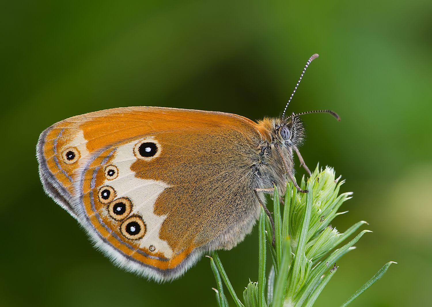 Coenonympha arcania