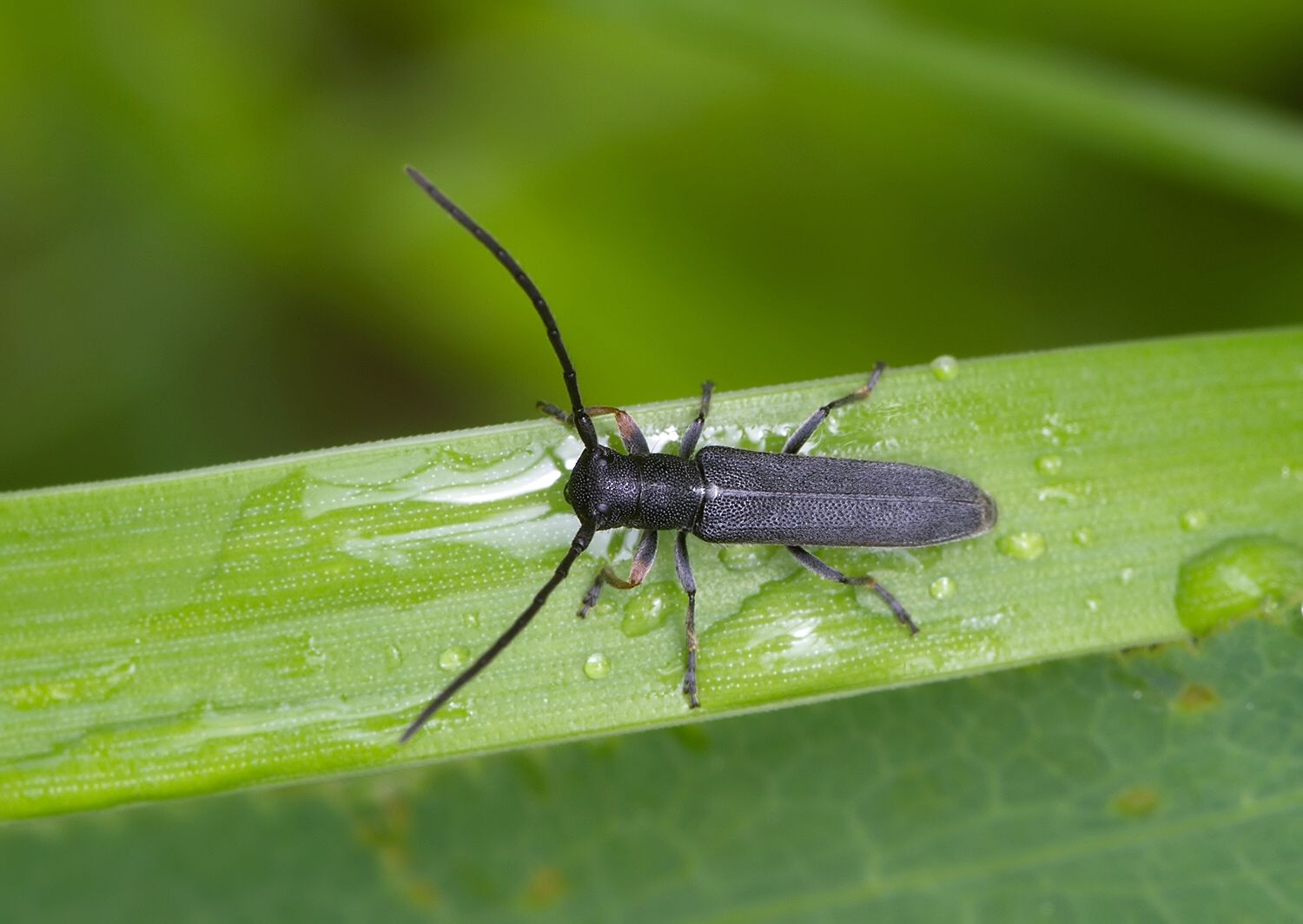 Phytoecia cylindrica