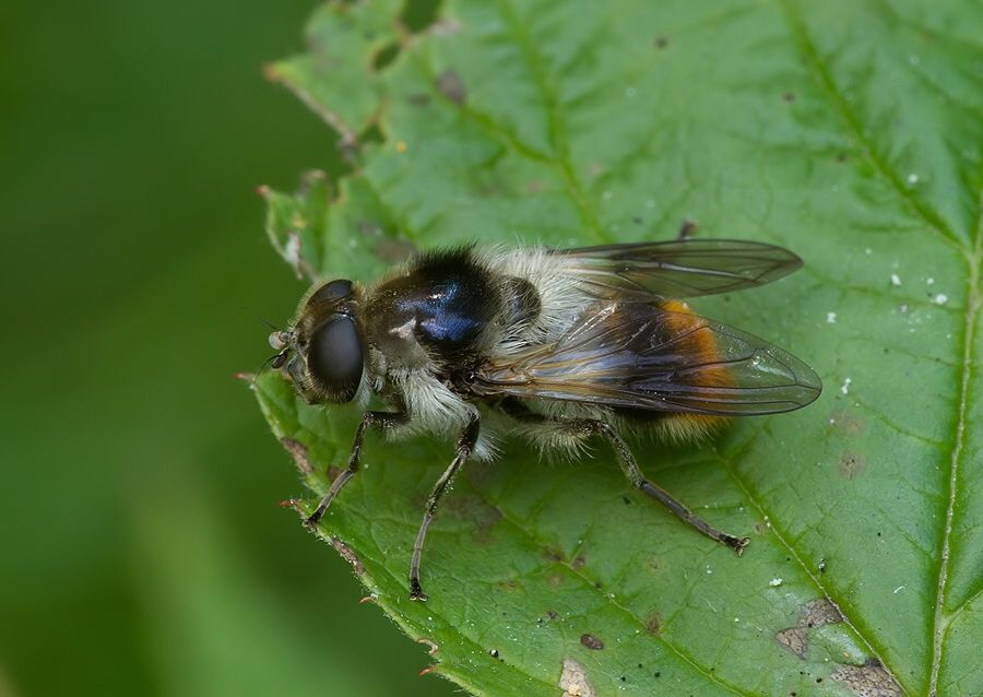 Cheilosia illustrata