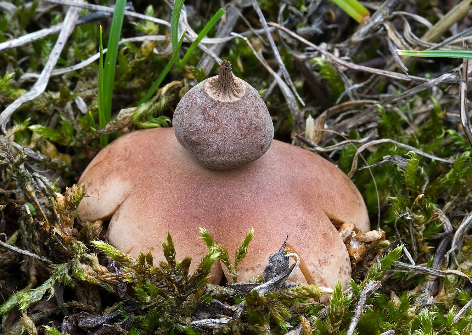 Geastrum schmidelii