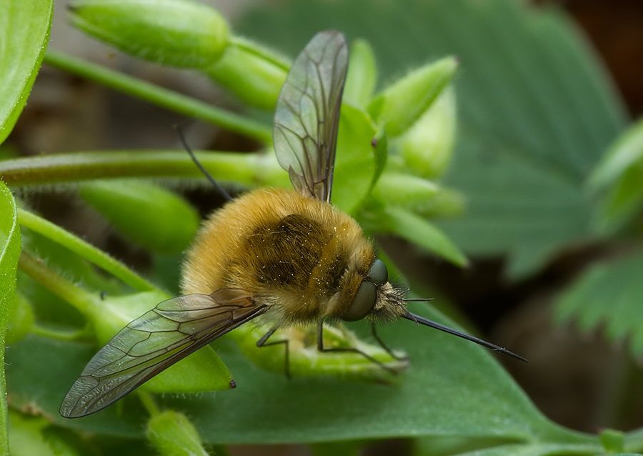 Bombylius canescens