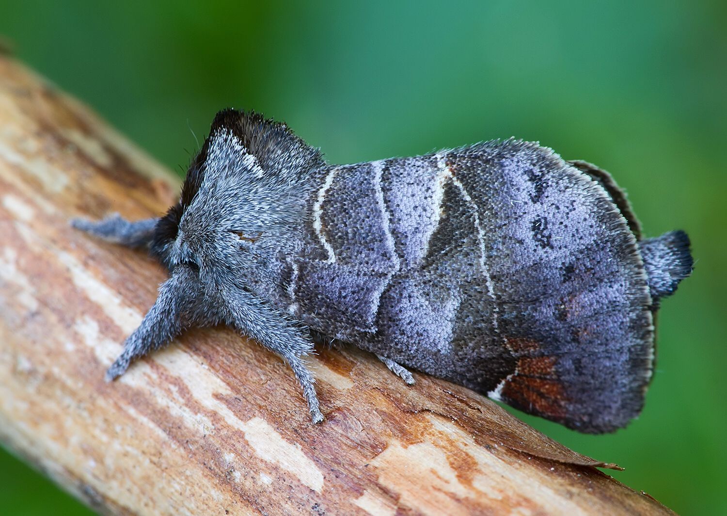 Clostera pigra