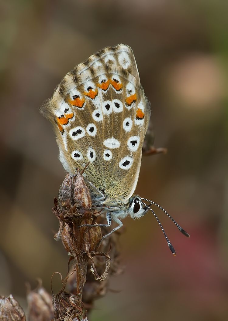 Polyommatus slovacus
