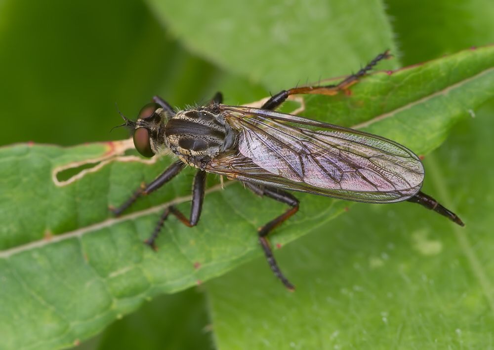 Neoitamus socius