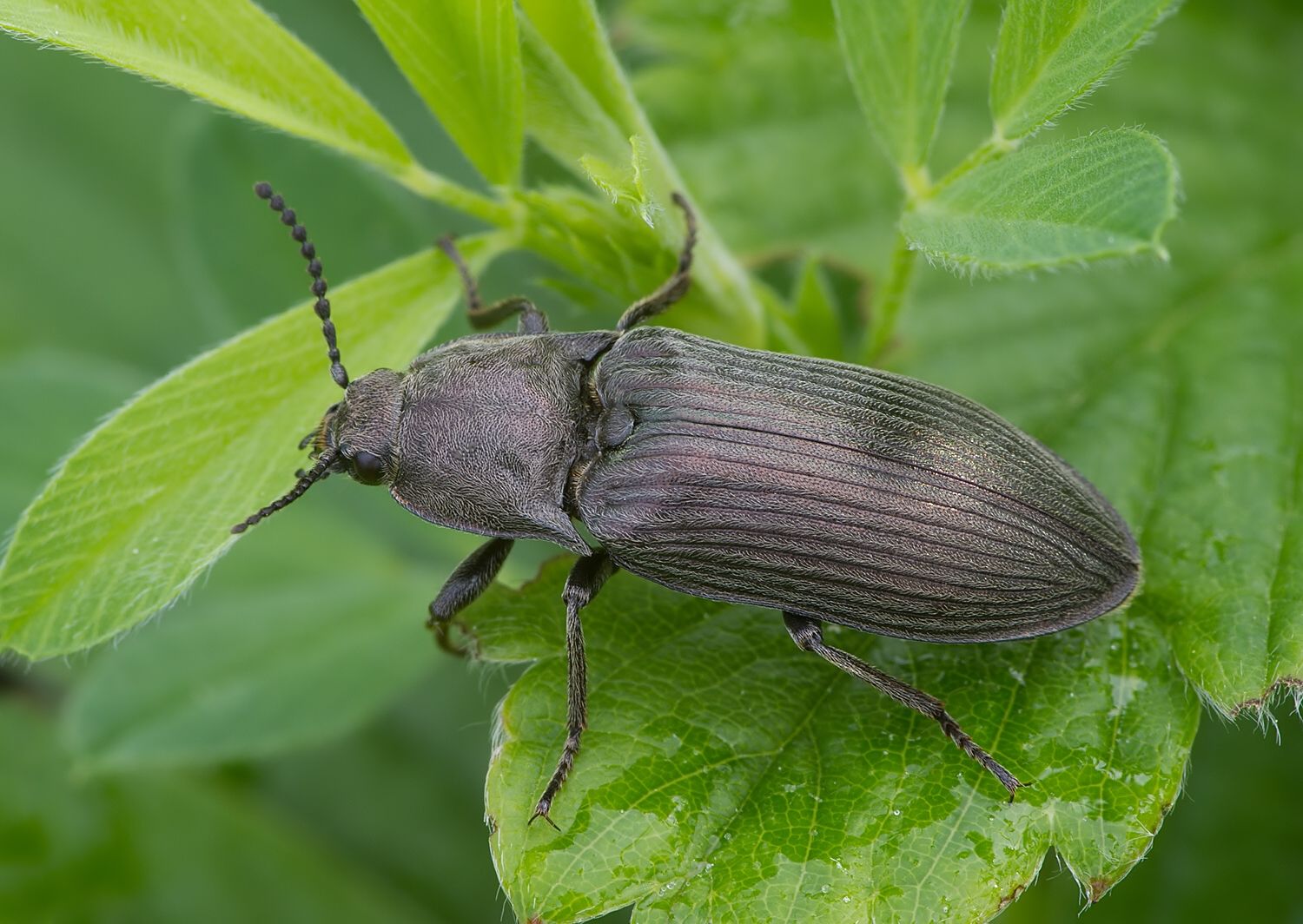 Selatosomus gravidus