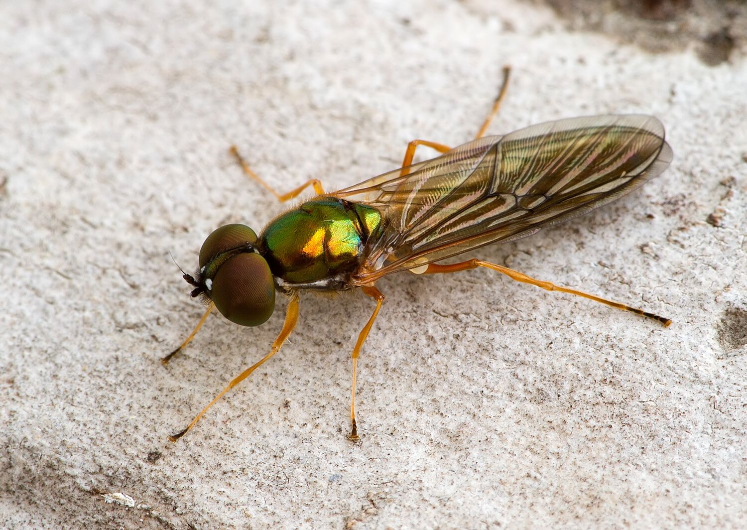 Sargus bipunctatus