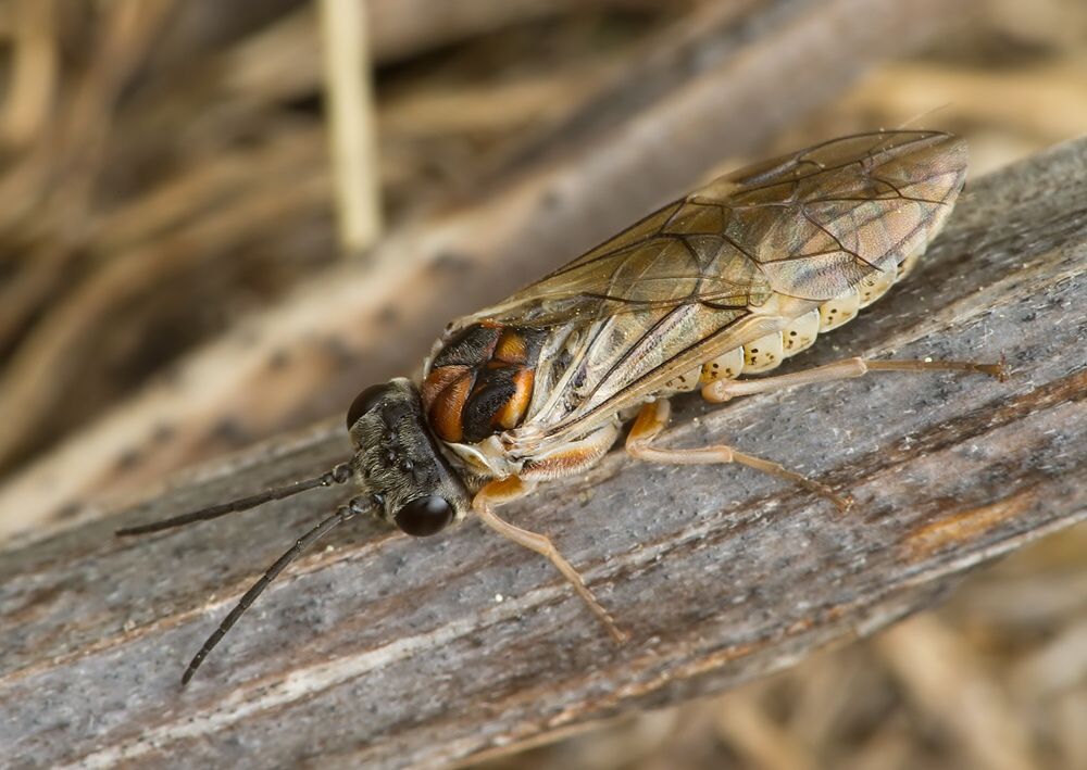 Periclista albida
