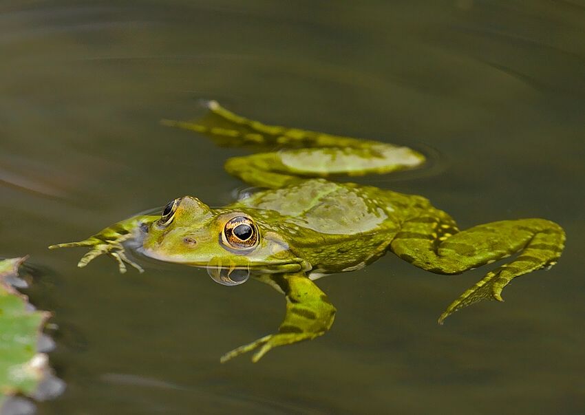 Pelophylax sp.