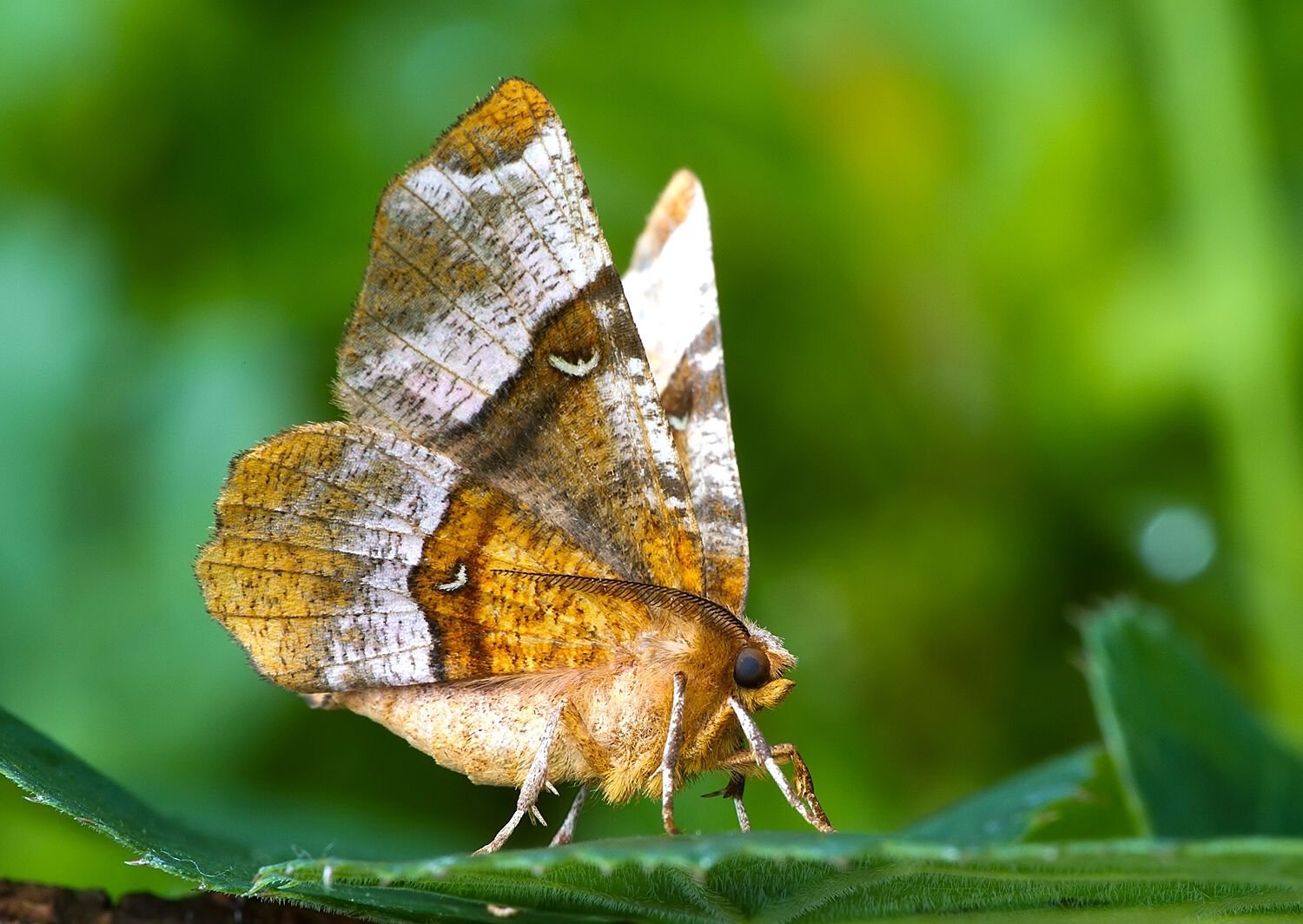 Selenia tetralunaria