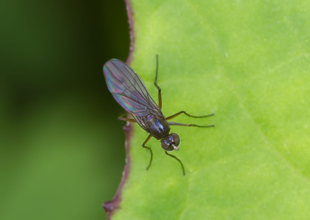 Campsicnemus lumbatus cf.