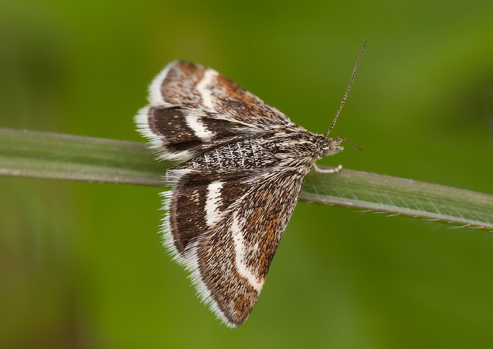 Atralata albofascialis