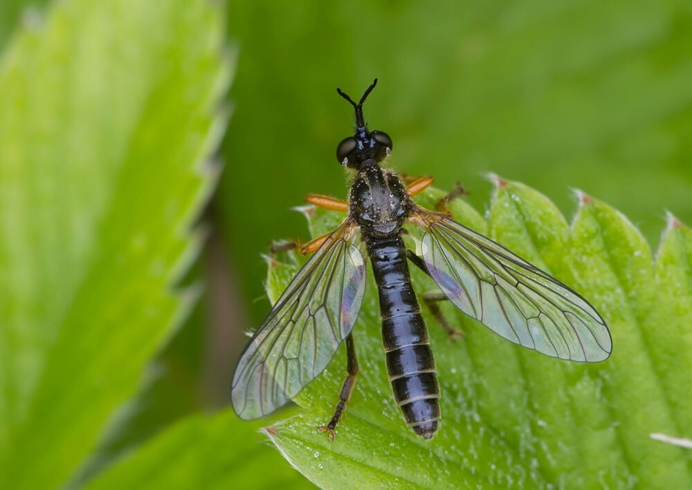 Dioctria rufipes
