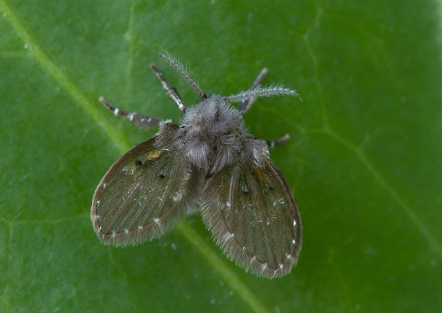 Clogmia albipunctatus