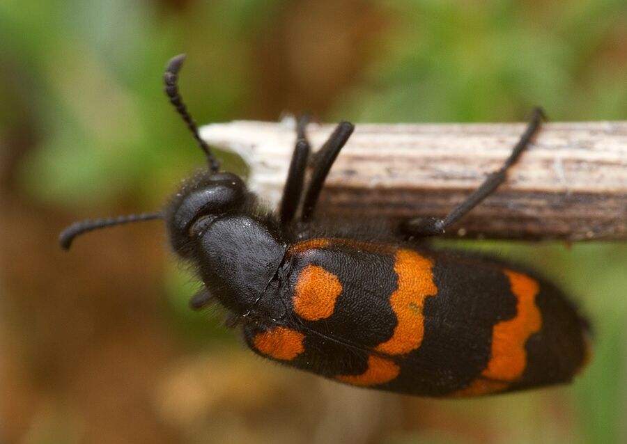 Mylabris variabilis