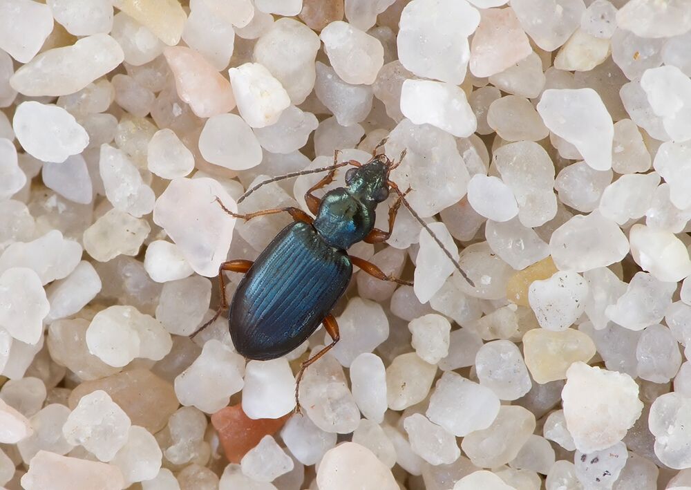 Ocydromus monticola