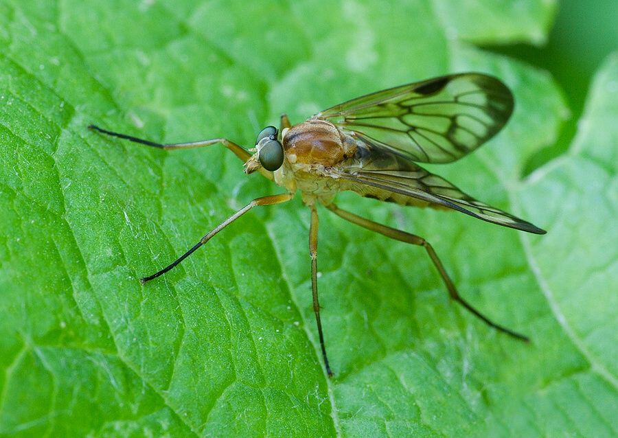 Rhagio latipennis