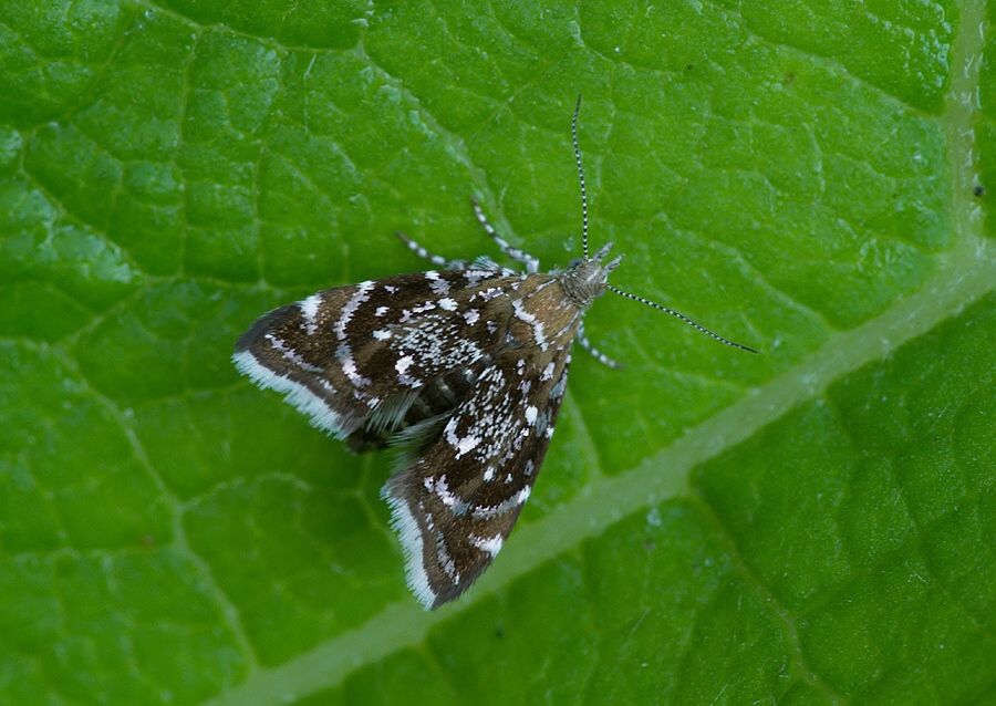 Prochoreutis myllerana