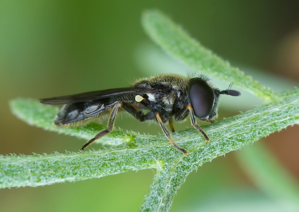 Pipizella virens