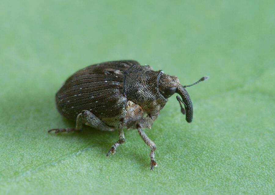 Stenocarus ruficornis