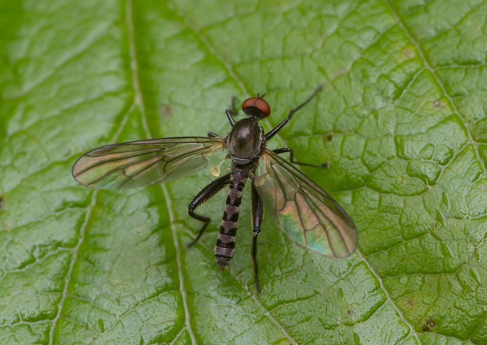 Hybos culiciformis
