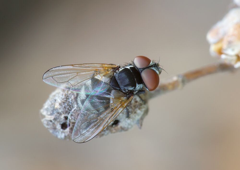Phasia obesa