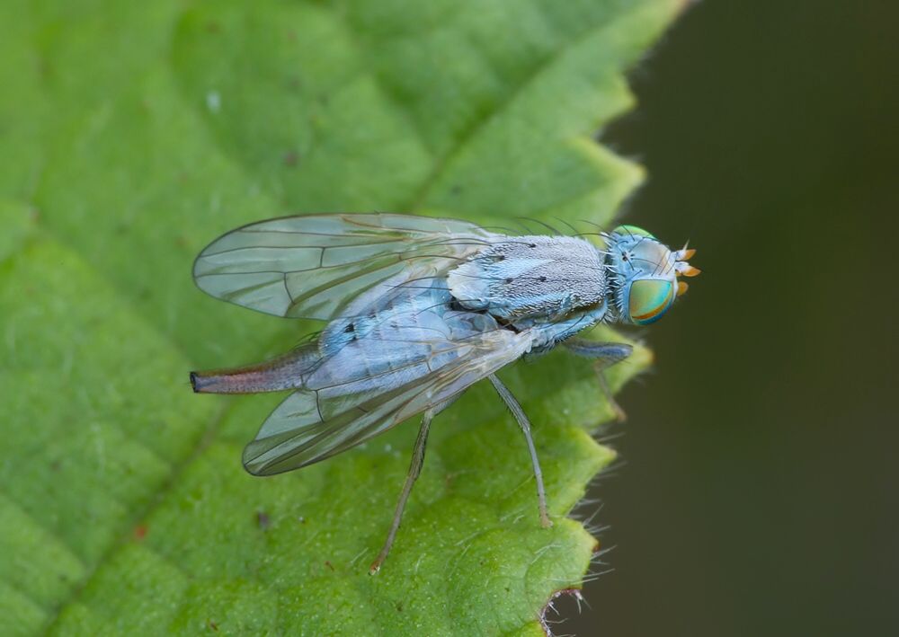 Terellia longicauda