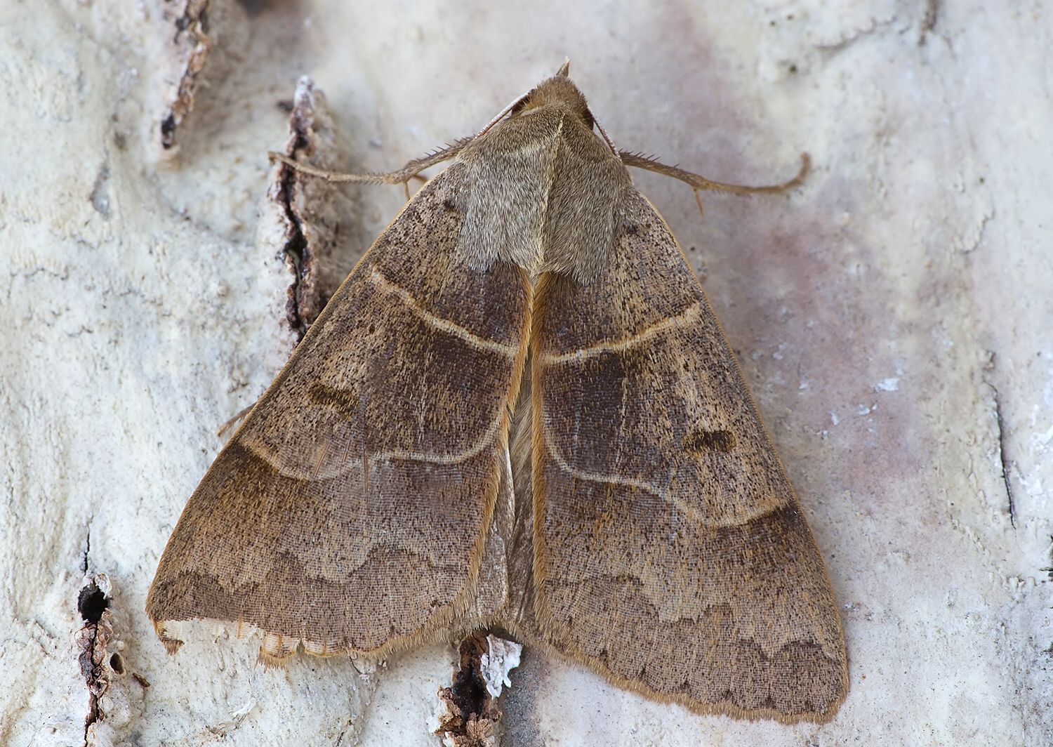Minucia lunaris