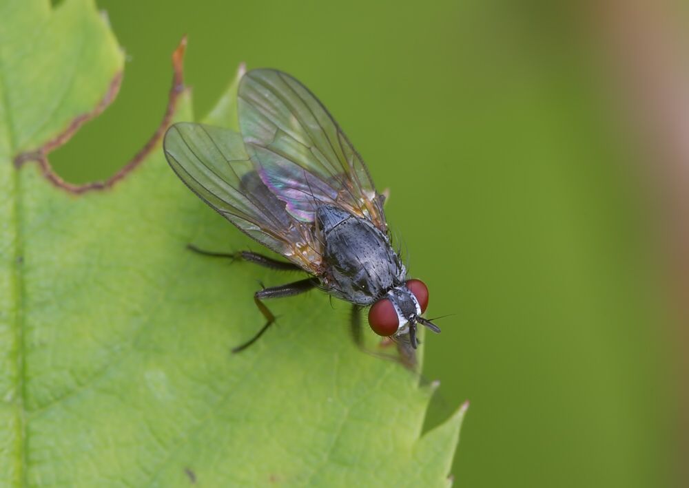 Emmesomyia socia