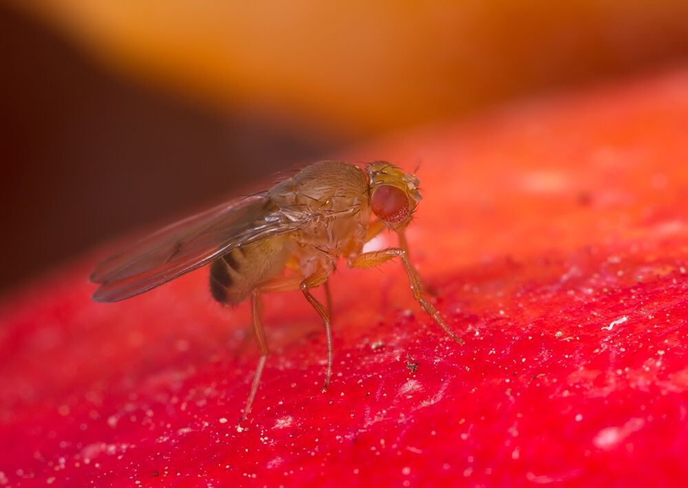 Drosophila melanogaster