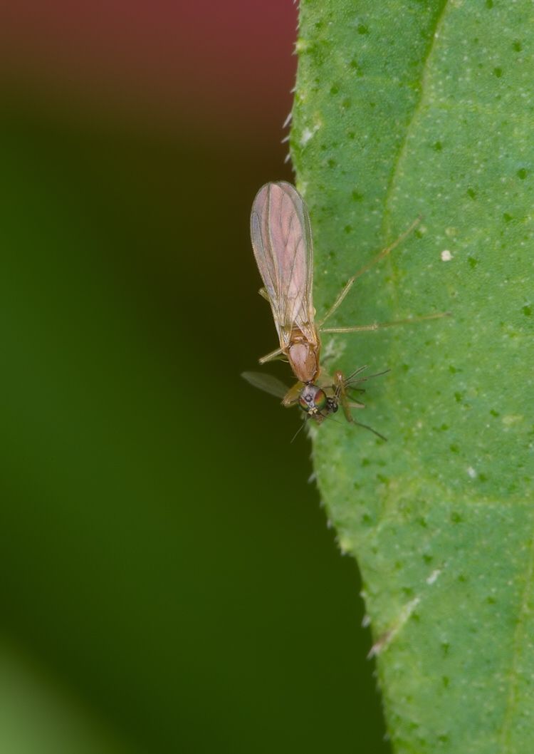 Phyllodromia melanocephala