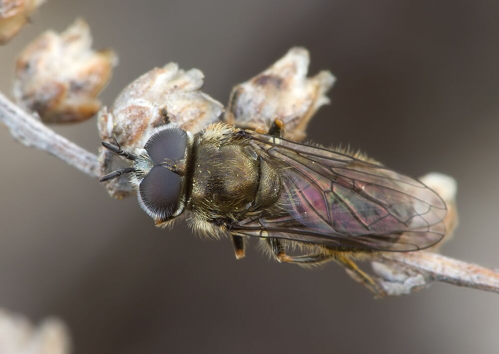 Pipizella viduata