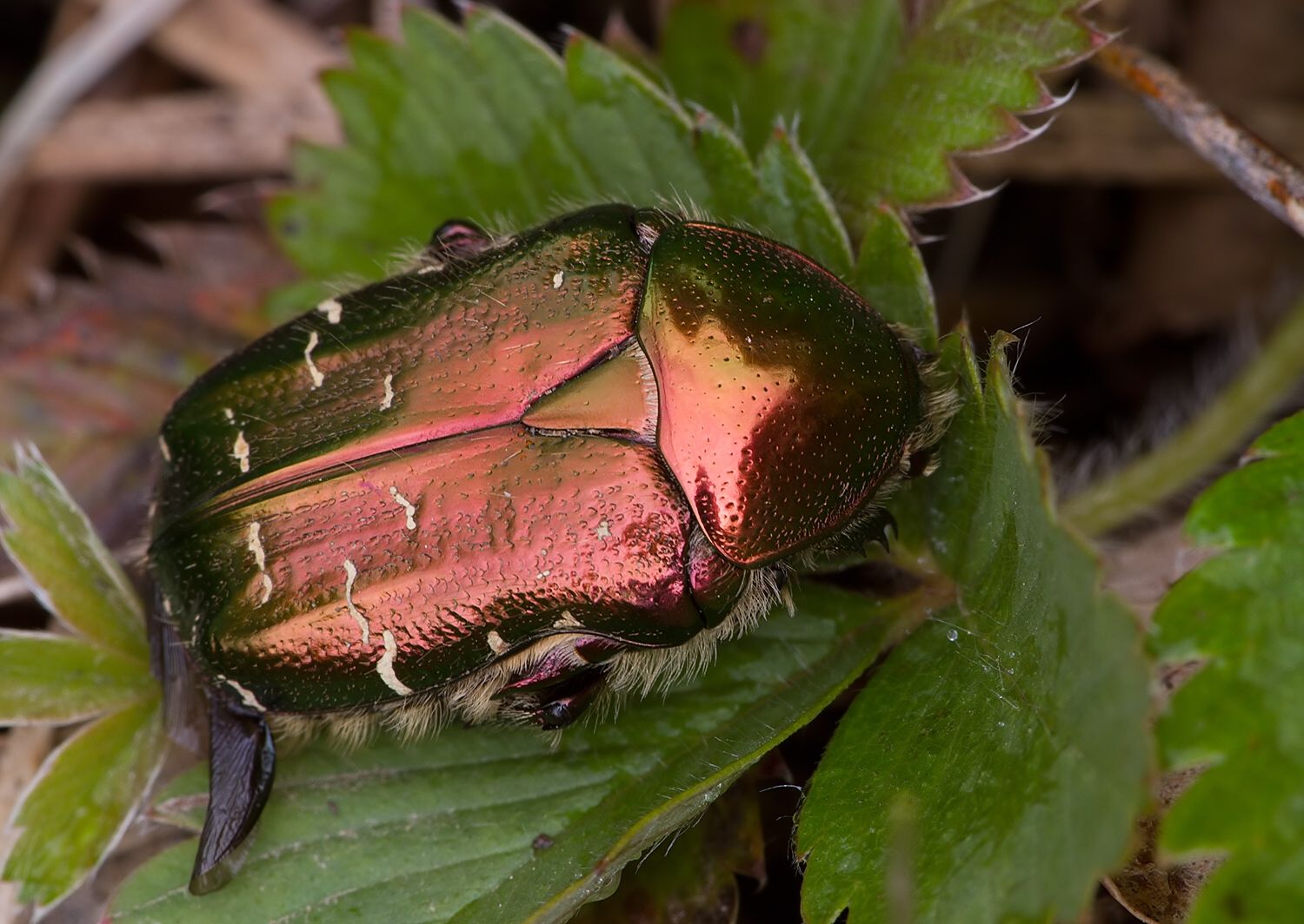 Cetonia aurata