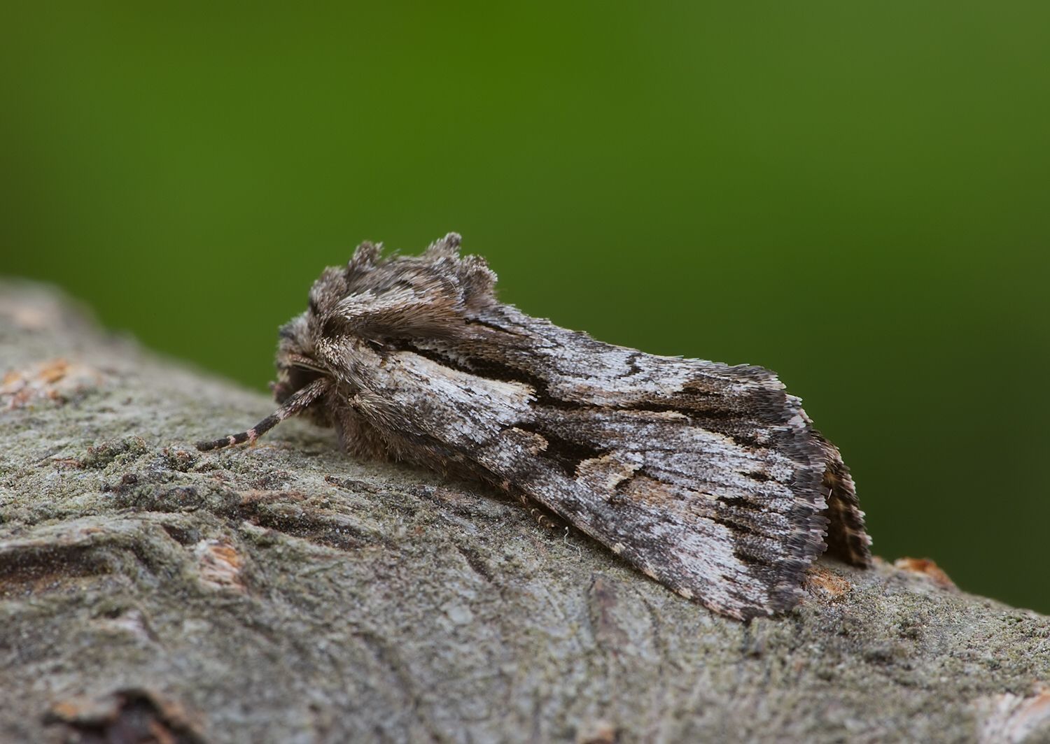 Chloantha hyperici