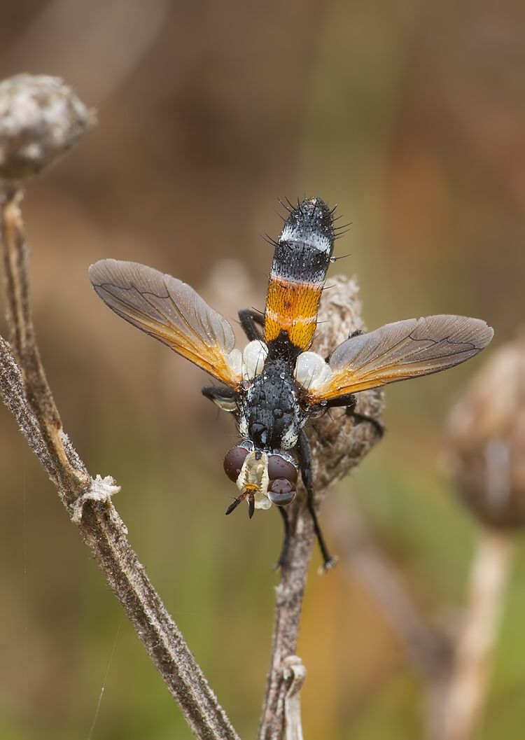 Cylindromyia intermedia