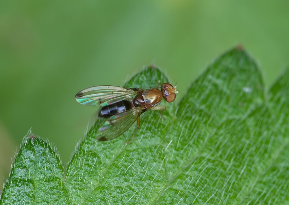 Geomyza venusta