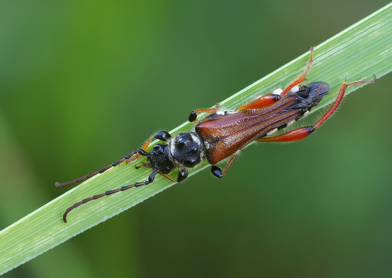 Stenopterus rufus