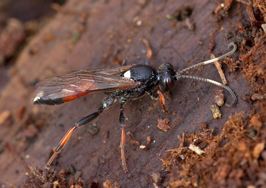 Ichneumon bucculentus