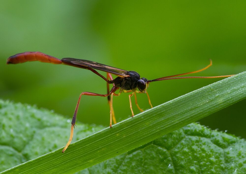 Atrometus insignis