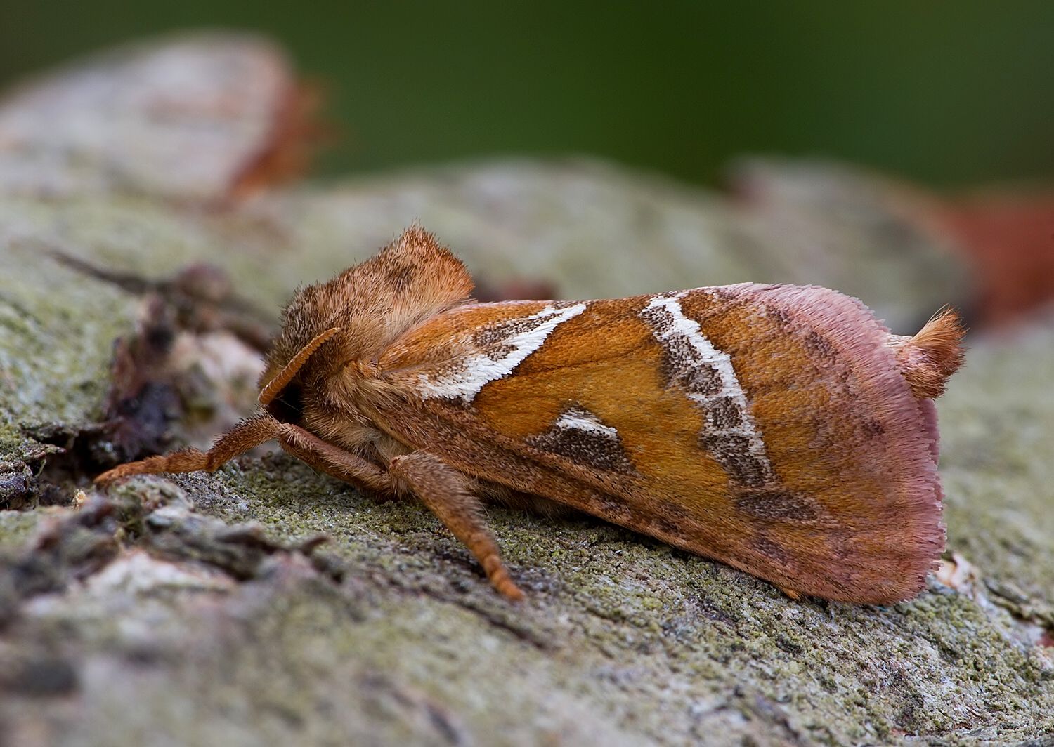 Triodia sylvina