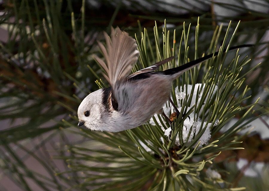 Aegithalos caudatus (mlynárka dlhochvostá)